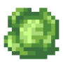 cabbage.png