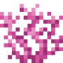 brain_coral.png