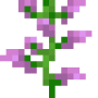 lilac_bottom.png