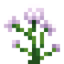 angelica.png