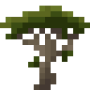 araucaria_sapling.png