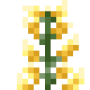 blooming_aloe_vera_top.png