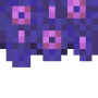 flowering_indigo_jacaranda_bush_side.png