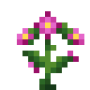 incan_lily.png
