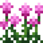 magenta_amaranth.png