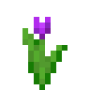 purple_tulip.png