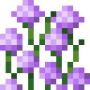 tall_allium_top.png