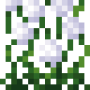 tall_white_allium_bottom.png