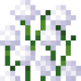 tall_white_allium_top.png