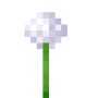 white_allium.png