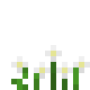 white_anemone.png
