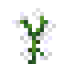 white_sage.png
