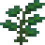 winter_succulent.png